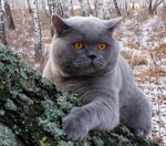 Аватара пользователя