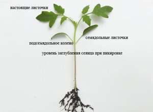 Томаты.jpg