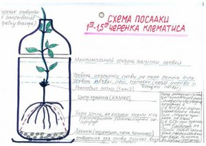 Посадка клематиса.jpg