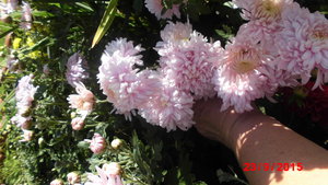 CIMG0423.JPG