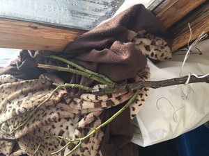 IMG_1287.JPG