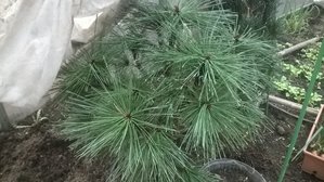Pinus jeffreyi 'Joppi' от 08.04.17