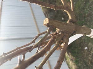 IMG_1855.JPG