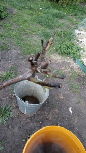 IMG-20170513-WA0000.jpg