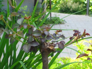 IMG_9356.JPG