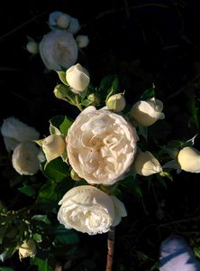 Розы из коллекции ИМ Живена