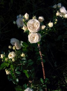 Розы из коллекции ИМ Живена