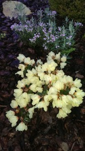 Rhododendron ludlowii 'Wren'