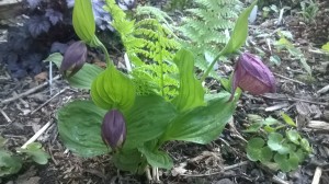 WP_20170601_20_09_54_Pro.jpg