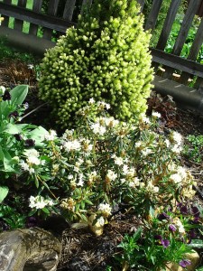 Ledum groenlandicum 'Helma'
