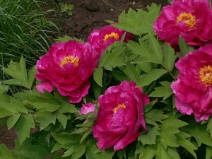 IMG_20170530_113345.jpg