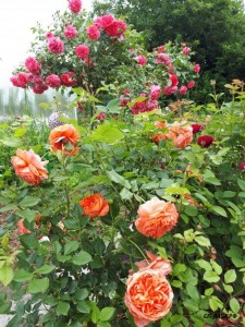 20170702_112308_500x667.jpg