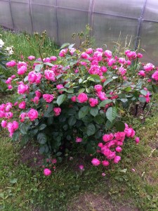 IMG_2069.JPG