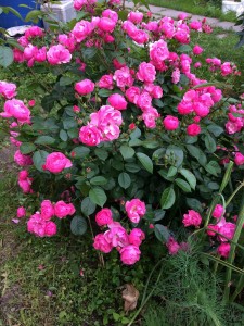 IMG_2070.JPG