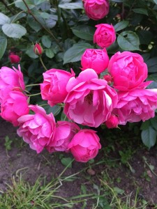 IMG_2071.JPG