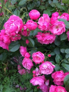IMG_2073.JPG