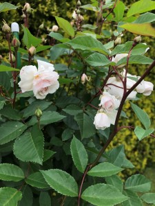 IMG_1035.JPG