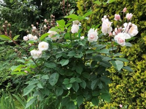 IMG_1112.JPG