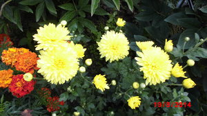 CIMG0277.JPG