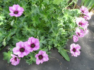 Герань Geranium sanguineum Elke  2.JPG