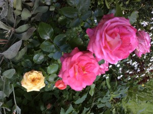 IMG_1794.JPG