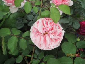 IMG_1775.jpg