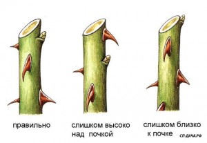 kak-obrezat-rozy-vesnoj1.jpg