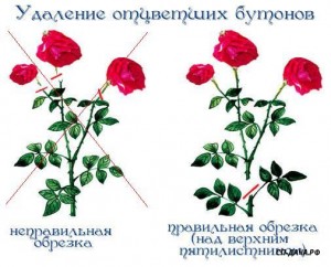 udalenie-.jpg