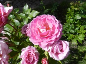 DSCN4617.JPG