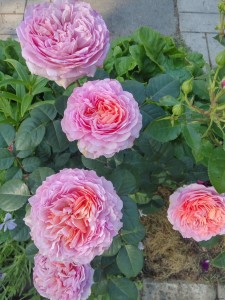 IMG_20170730_150959_HDR.jpg