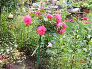Rosarium Uetersen