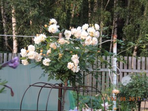 Ghislaine de Feligonde