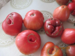 IMG_1793.JPG