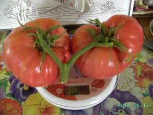 Большой Кэрол (7).JPG
