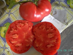 Большой Кэрол (8).JPG