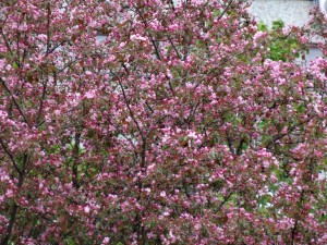 DSC00436.JPG