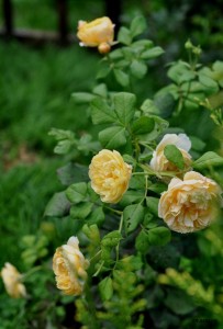 DSC_0493.JPG