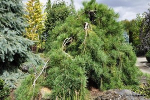 pinus_densiflora_pendula_3_.jpg