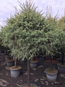 Picea mariana Fa.jpg