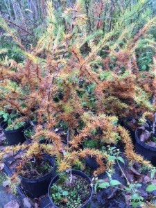 Larix kaempferi Diana.jpg