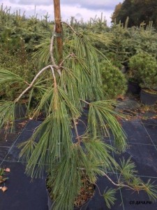 Pinus strobus pendula (1).jpg
