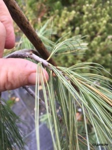 Pinus strobus pendula-1.jpg