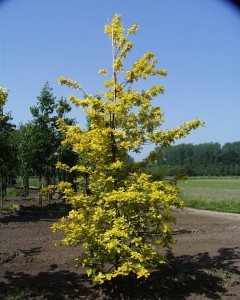 quercus_robur_concordia_1.jpg