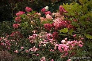 The Fair, hydrangea paniculata  Vanile Fraise.jpg