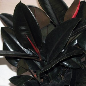 ficus_Melani_leafpj_enl.jpg