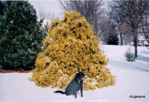 Chamaecyparis pisifera 'Filifera Aurea'