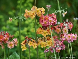 1390 primula japonica oriental sunrise.jpg