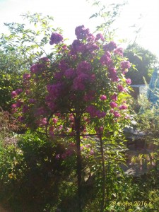p_20160628_171713_1_p.1UoHG.jpg