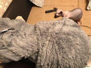 IMG-20180211-WA0045.jpg