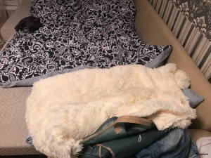 IMG-20180211-WA0044.jpg